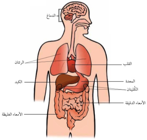 أعضاء الجسم الرئيسية